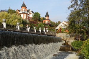 Букский парк, Буки